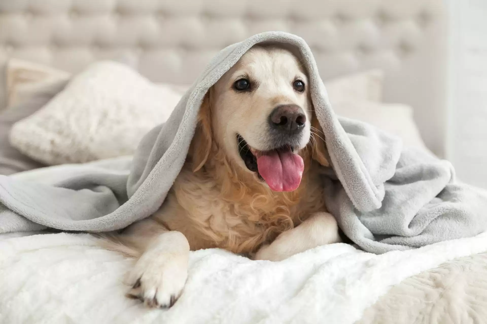 Happy smiling young labrador dog, lying on a queen bed under light grey blanket. The dog looks very confortable and happy, its tongue hanging from its dsmiling mouth